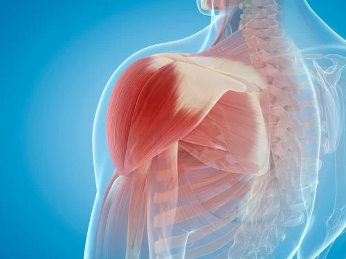 Anatomia della spalla