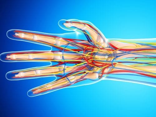 Anatomia della mano